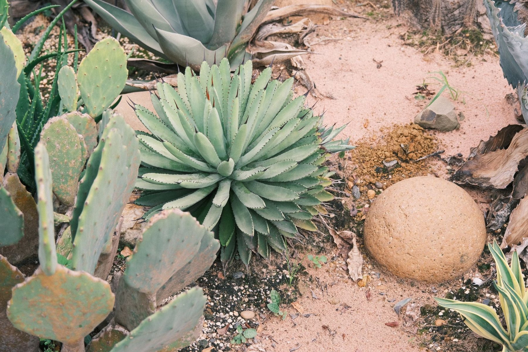 Desert Landscaping & Xeriscape in Tolleson AZ