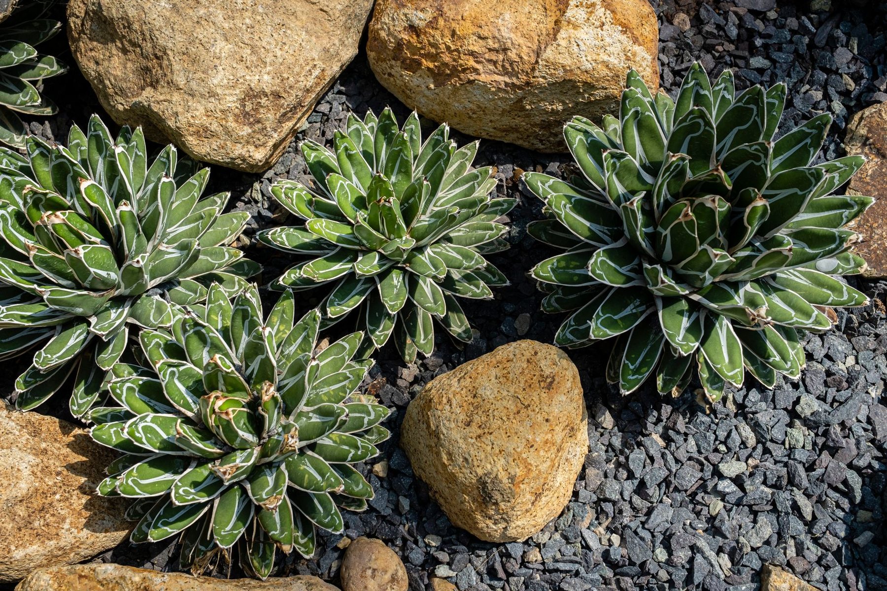 Desert xeriscape design in Tolleson, AZ